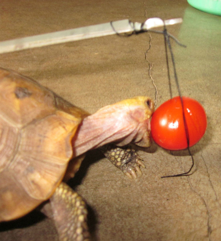 陆龟拒食的常见原因以及解决办法