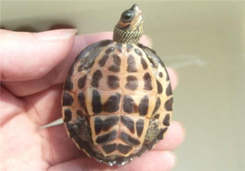 印度棱背龟的饲养要点