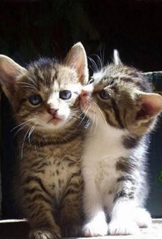 家有新宠猫咪 新欢旧爱如何相处