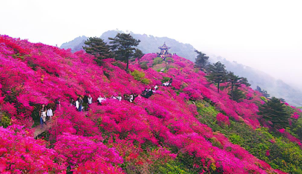 杜鹃花的花语与杜鹃花的传说