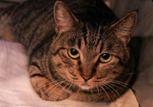 关注猫咪的糖尿病问题