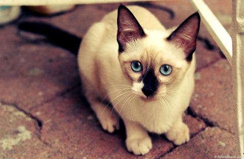 怎么培养猫咪吃饭的规矩？