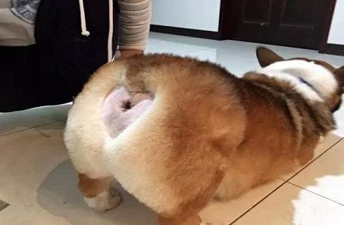 夏天热了把狗毛剃掉对吗？