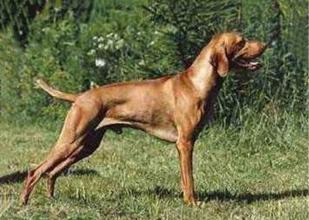 威斯拉犬多少钱？威斯拉犬介绍