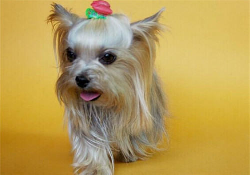 与狗狗交流必须连接三方面