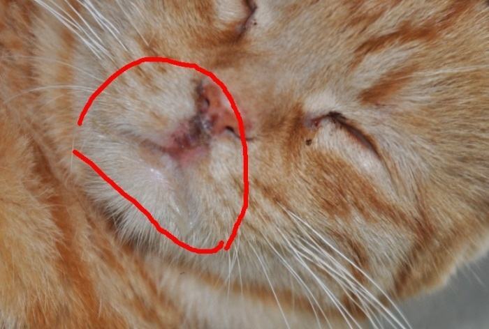 猫杯状病毒的诊断与治疗