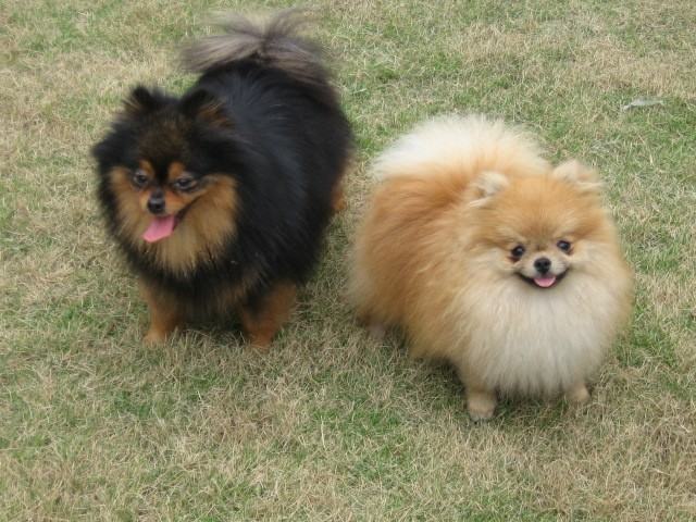 如何训练狗狗出门打架