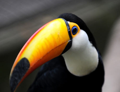 鸟儿智商真的不高吗