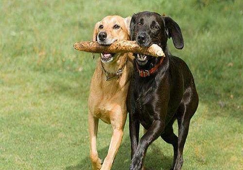 导致狗狗流口水的原因都有哪些? 导致狗狗流口水的原因都有哪些?