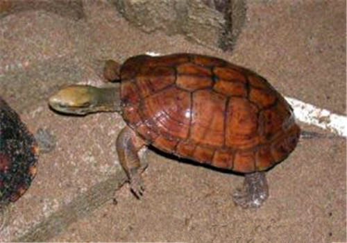 龟鳖饲养控制温度的方法