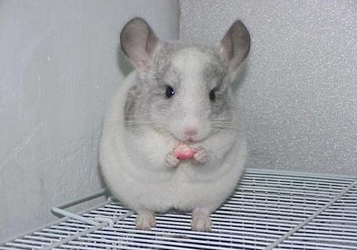 苜蓿养龙猫是否营养就高