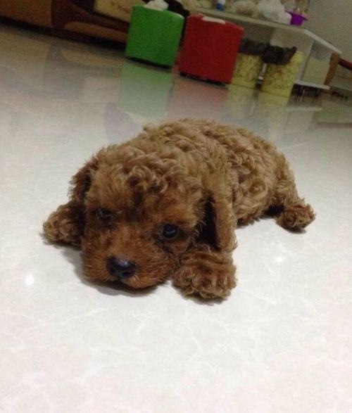 怎样判断泰迪犬的年龄 怎样判断泰迪犬的年龄