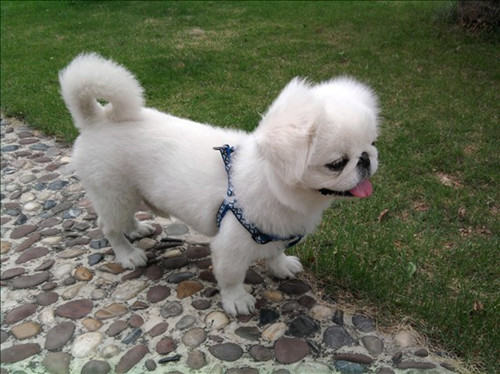 京巴狗为何喜欢咬东西