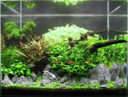 软水和硬水对水草的影响