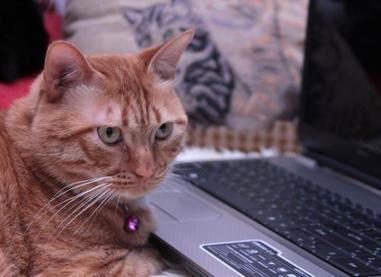 该如何预防猫咪泌尿系统疾病