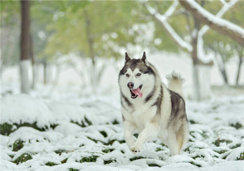 狗狗喜欢下雪的原因及雪天遛狗注意事项