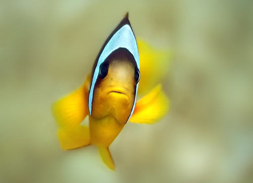 热带鱼养殖的温度要求