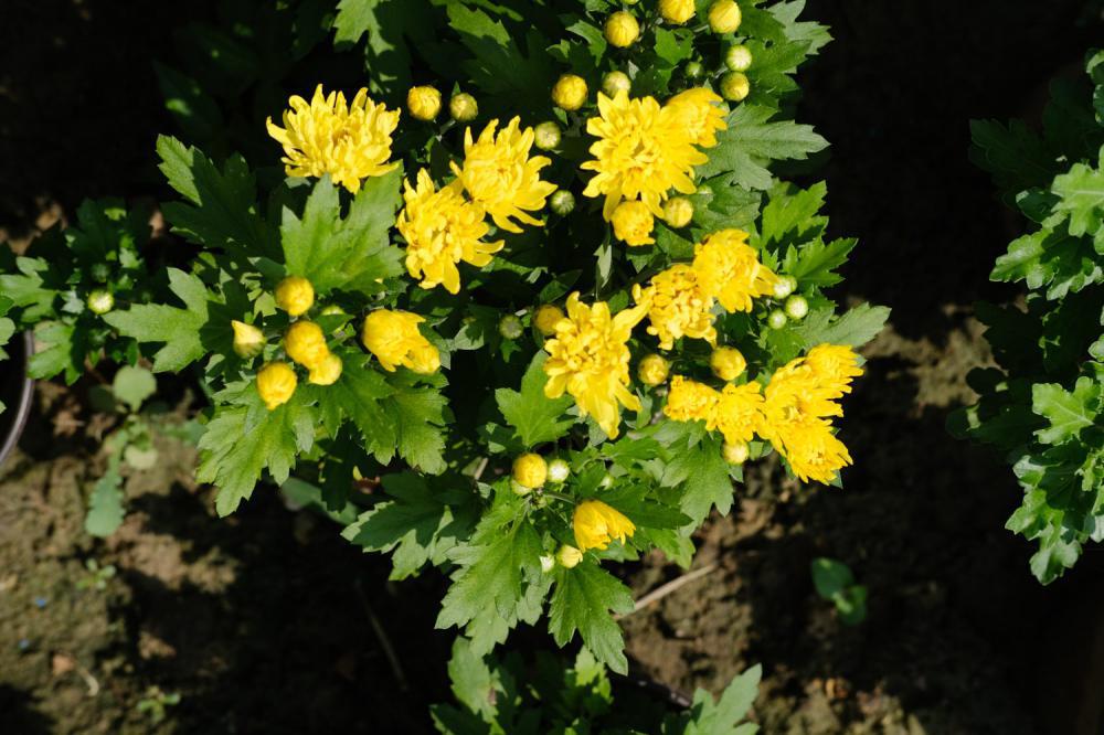 菊花好养吗