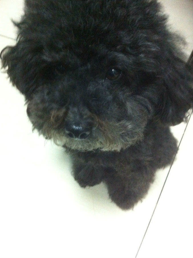 关于宠物贫血的症状及治疗 关于宠物贫血的症状及治疗