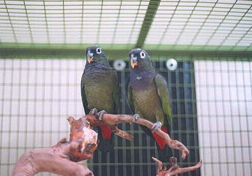 青铜翅鹦鹉的形态特征