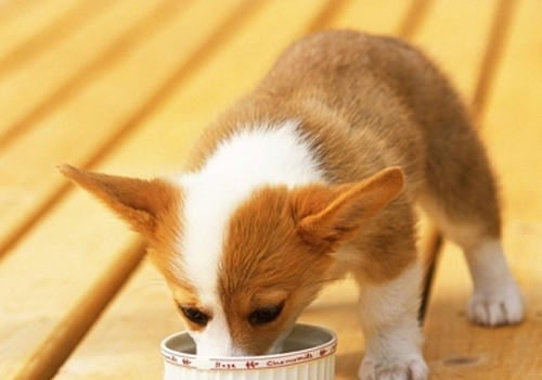 如何解决泰迪犬的饮食问题