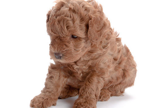 初养狗狗的问与答