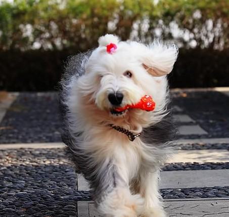 春季警惕狗狗肠胃疾病 春季警惕狗狗肠胃疾病