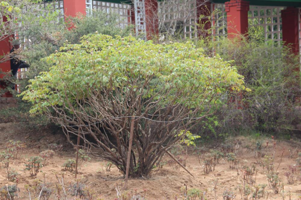 50年的牡丹，110年的仙人掌，这些花岁数竟比你还大...