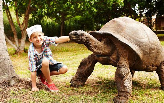 亚达伯拉象龟的介绍 亚达伯拉象龟的介绍