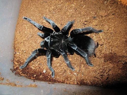 玻利维亚钢铁蓝的品种简介 玻利维亚钢铁蓝的品种简介