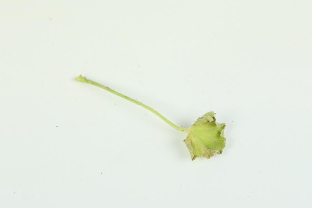 大花天竺葵怎么修剪，时间和造型方法详解