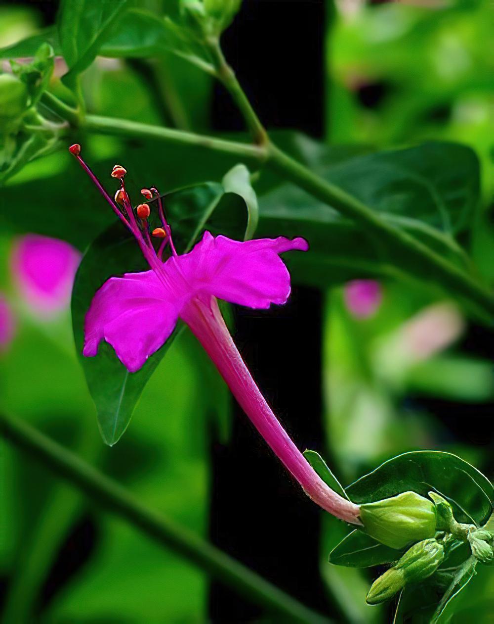 胆小的胭脂花