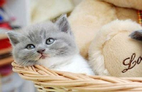 刚出生的小猫应该怎么照顾喂养？
