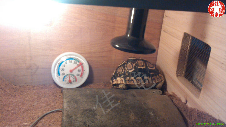 你知道各种各样的爬虫灯具有什么作用吗