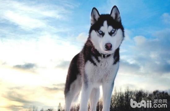 如何给哈士奇剪指甲，哈士奇剪指甲的方法