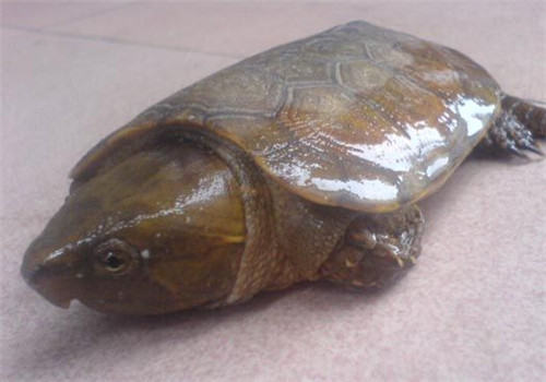 平胸龟的人工饲养