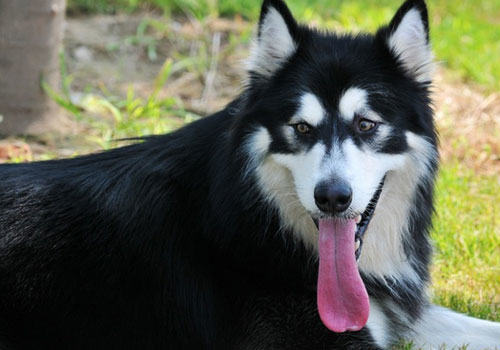 美毛粉可以给哈士奇用吗？