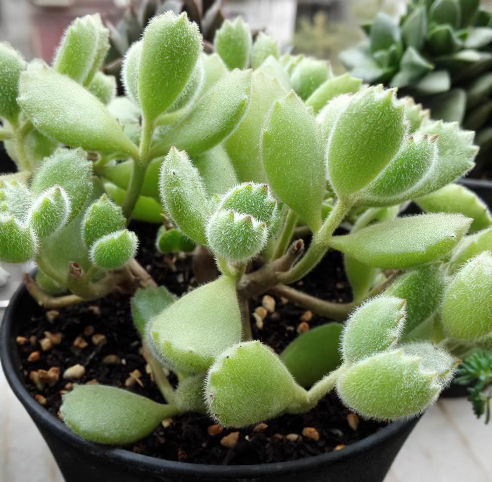 一棵多肉植物绿熊四个月的默默逆袭，状态秒杀N多白熊黄熊