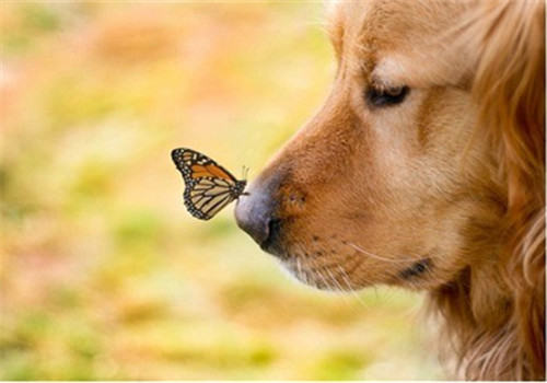 春季狗狗常见的疾病有哪些