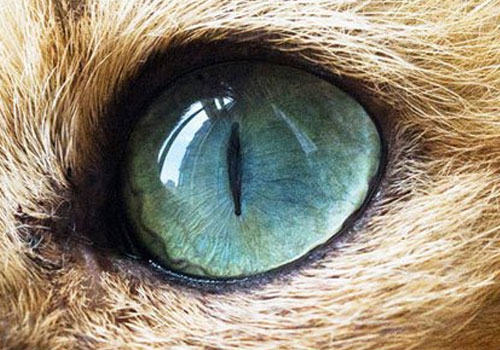 猫咪隐形眼镜，解决近视一步到位
