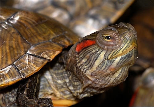 巴西龟咬人吗？被巴西龟咬伤该如何处理？