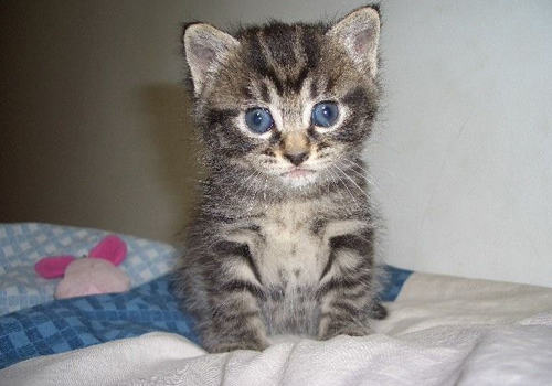 等孢球虫病的症状有哪些