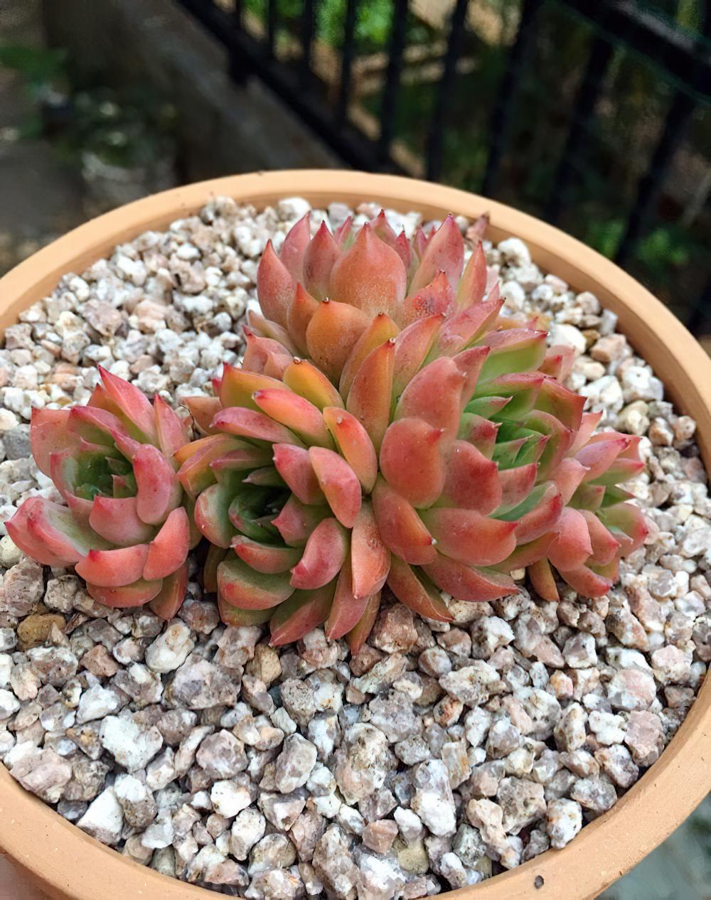 瘦死的骆驼比马强！季节的变化还是让肉肉们开始悄悄变美