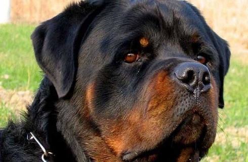 这都是误会？罗威纳犬被你们误解了这么多年？