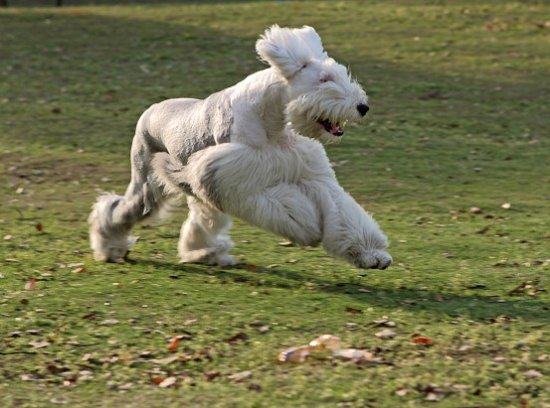 该怎样饲养护理老年犬 该怎样饲养护理老年犬