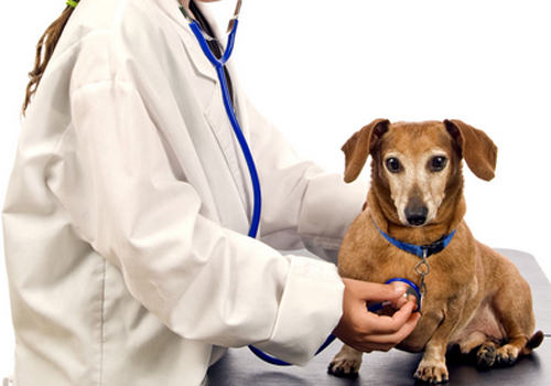 为狗狗检查的基本方法