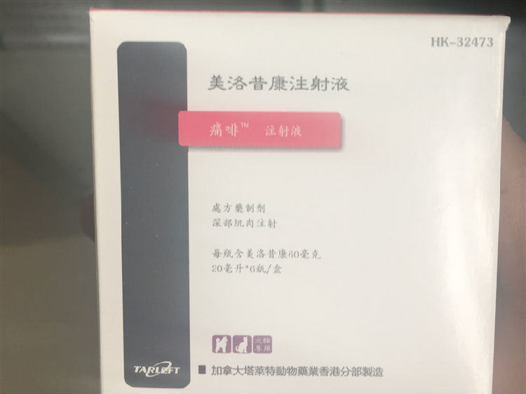 贵宾犬股骨头坏死的治疗经验