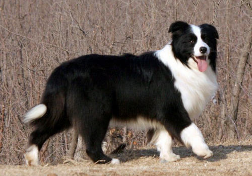 边境牧羊犬适合家庭饲养吗