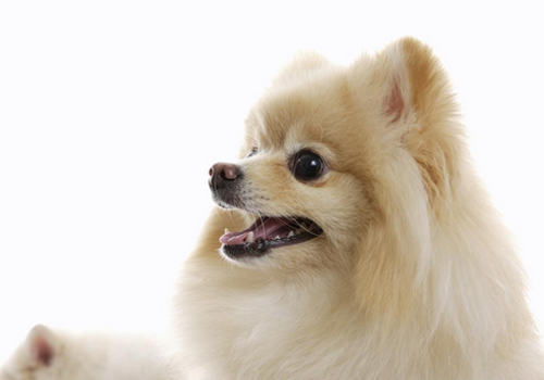 博美呕吐怎么办