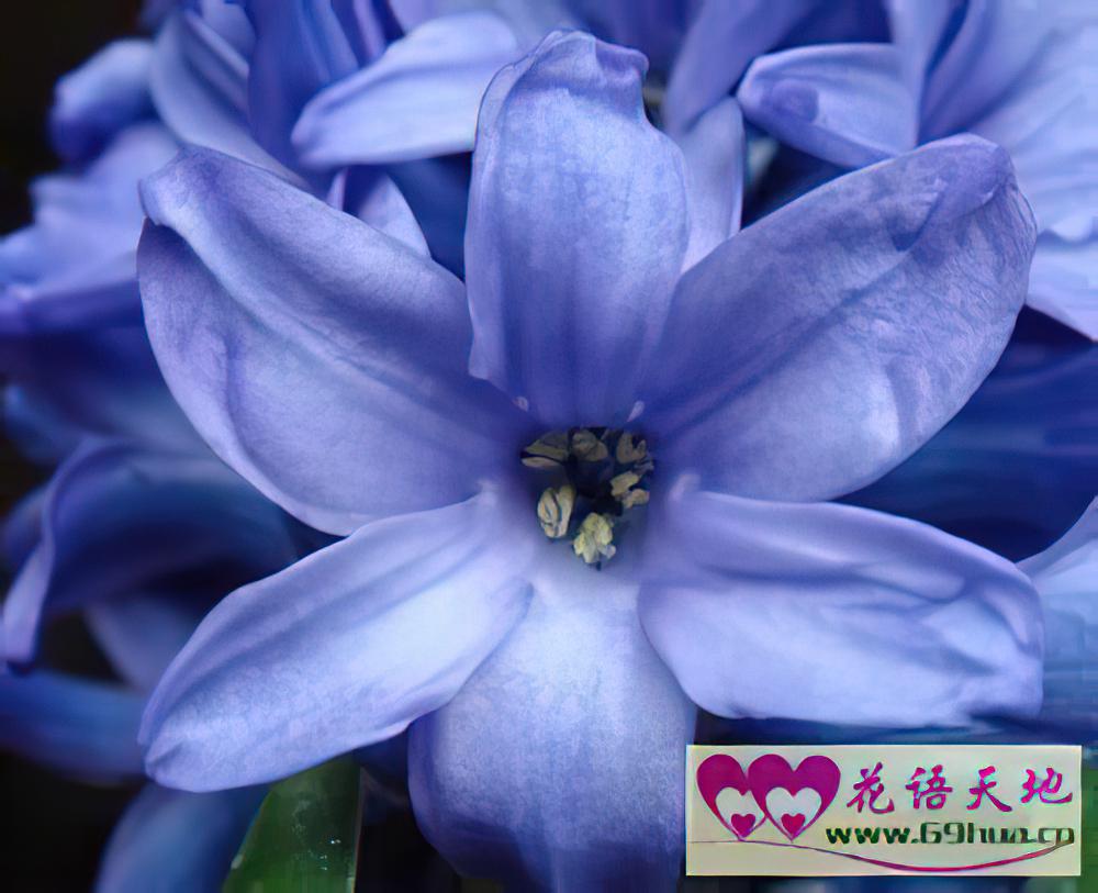 蓝色鲜花送花应用场合
